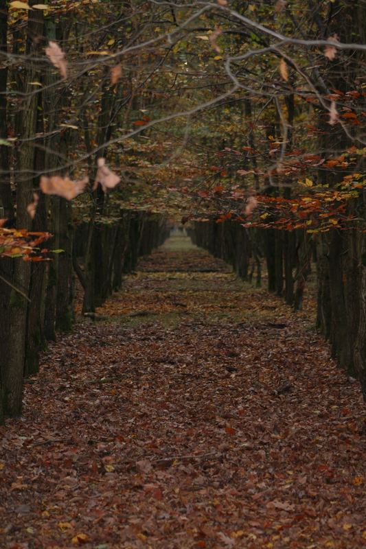 Der Herbst in all seine Farben..