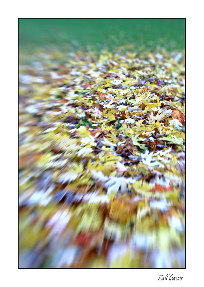 Der Herbst in den Augen eines Lensbabies...