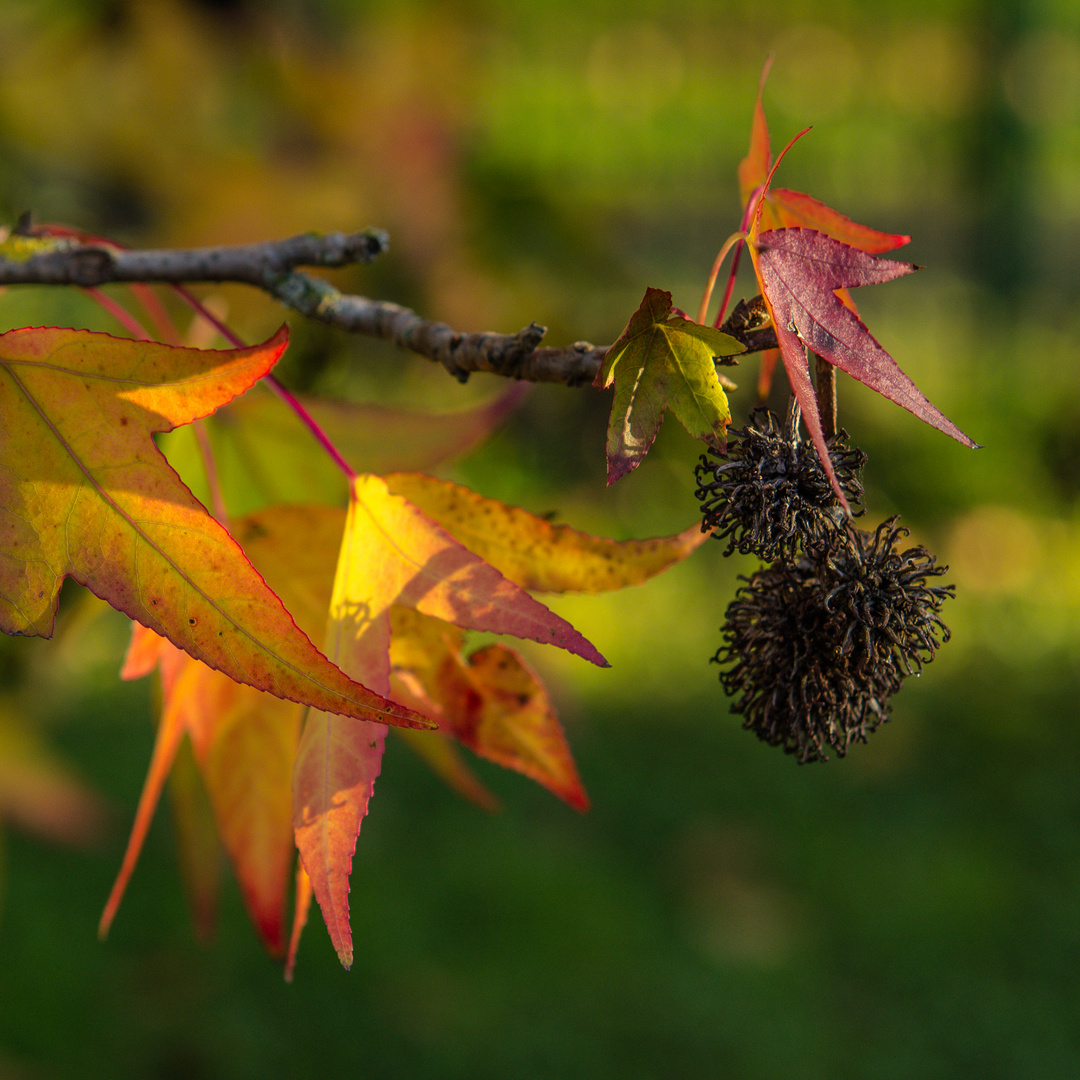 Der Herbst in der Abendsonne