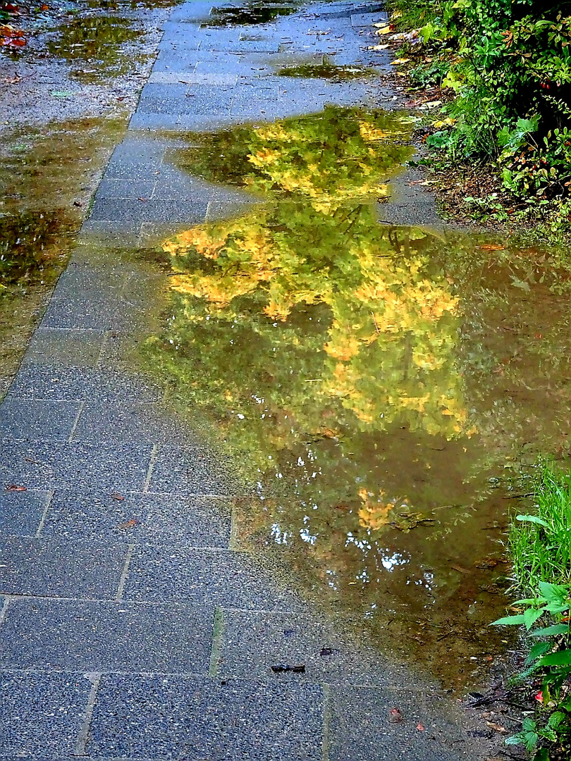 Der Herbst in der Pfütze 