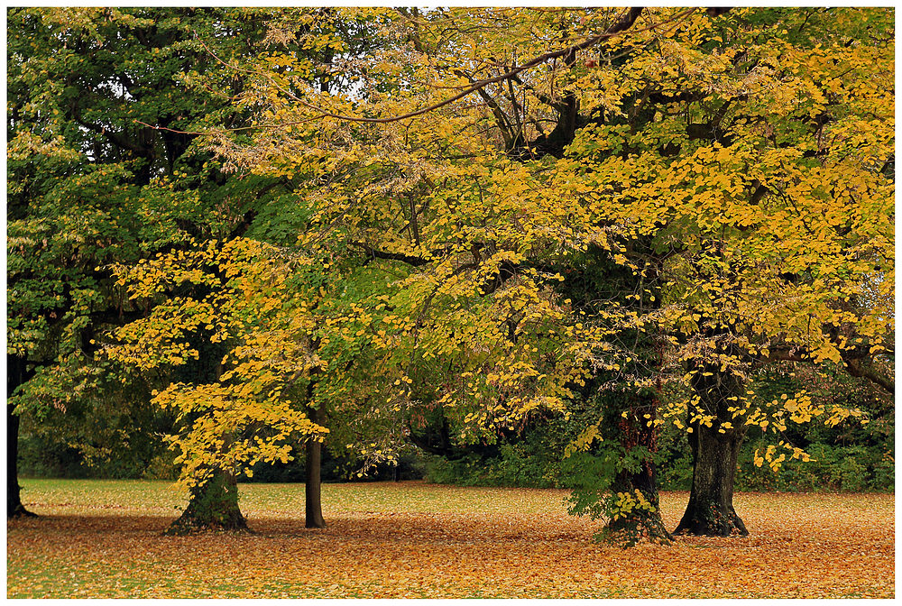 Der Herbst in Gelb