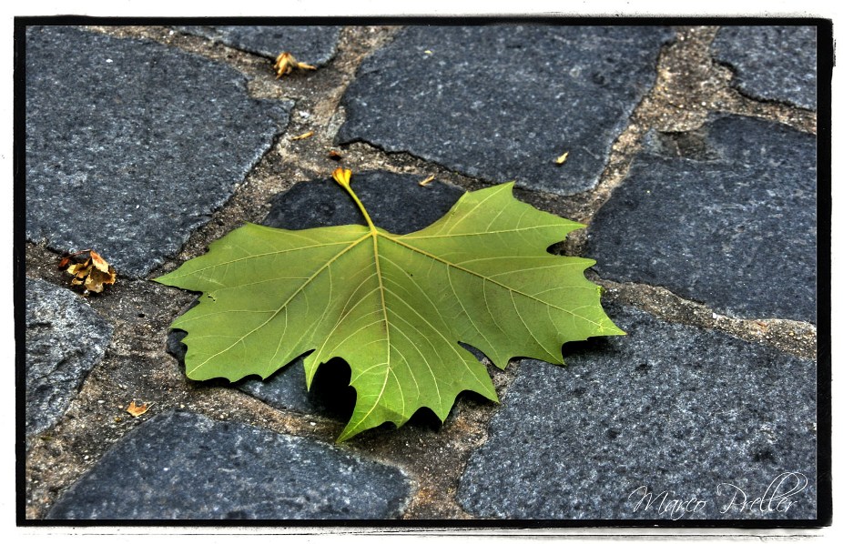 Der Herbst in HDR