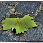 Der Herbst in HDR