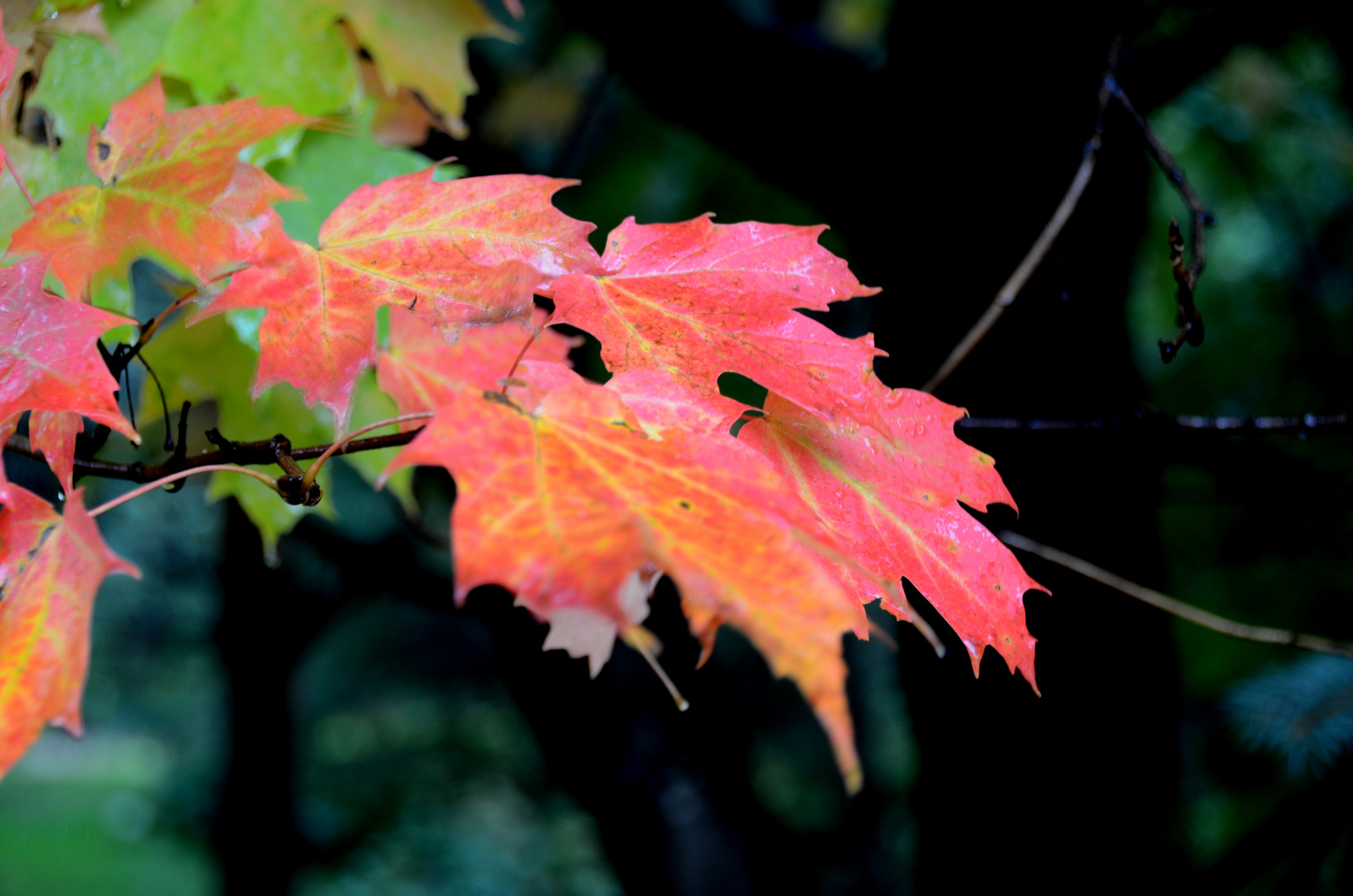 Der Herbst in Kanada