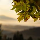 Der Herbst in kleinen Schritten