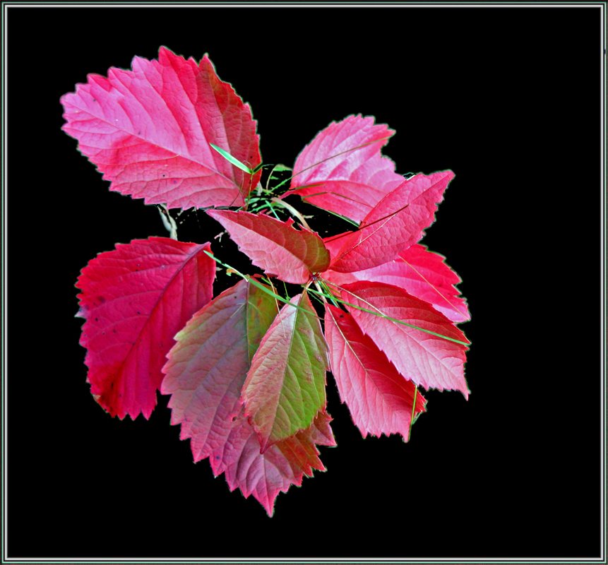 Der Herbst in Rot