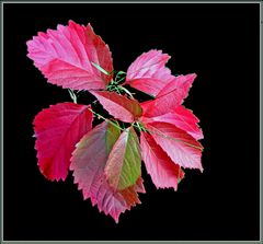 Der Herbst in Rot