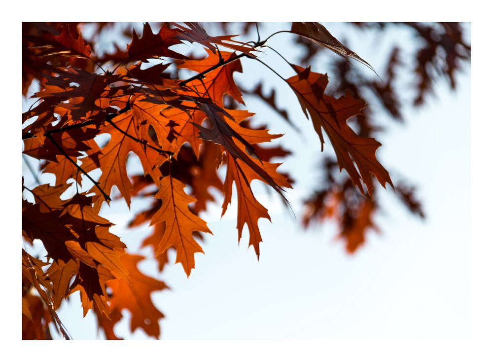 der Herbst in rot