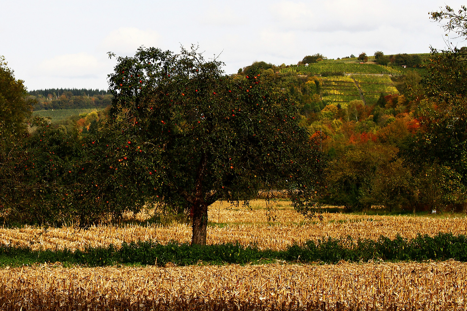 Der Herbst in seinem schönsten Kleid...