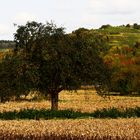 Der Herbst in seinem schönsten Kleid...