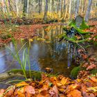 Der Herbst in seinen schönsten Farben