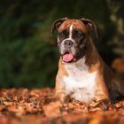 Der Herbst in seinen schönsten Farben