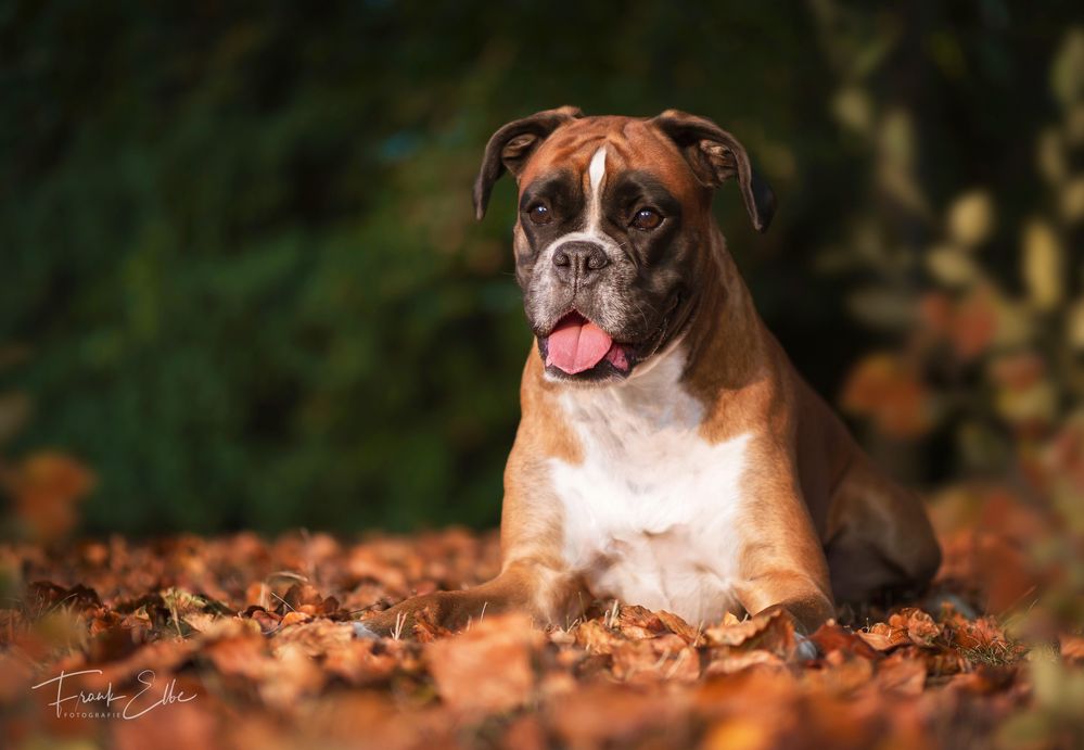 Der Herbst in seinen schönsten Farben