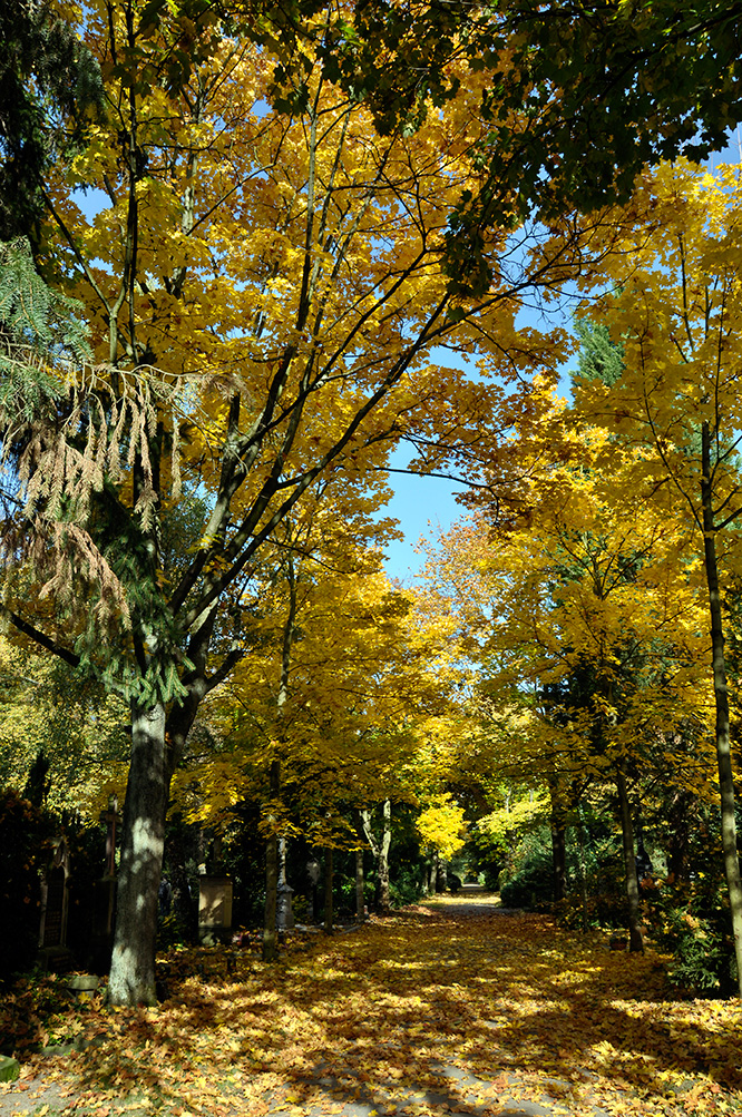 Der Herbst in seinen schönsten Farben