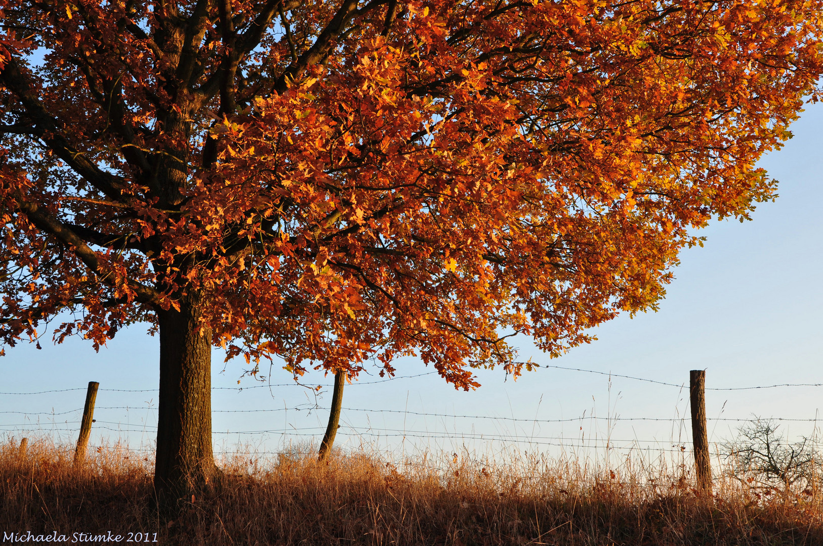 Der Herbst in seinen schönsten Farben...