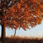 Der Herbst in seinen schönsten Farben...