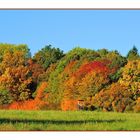 Der Herbst in seinen schönsten Farben.