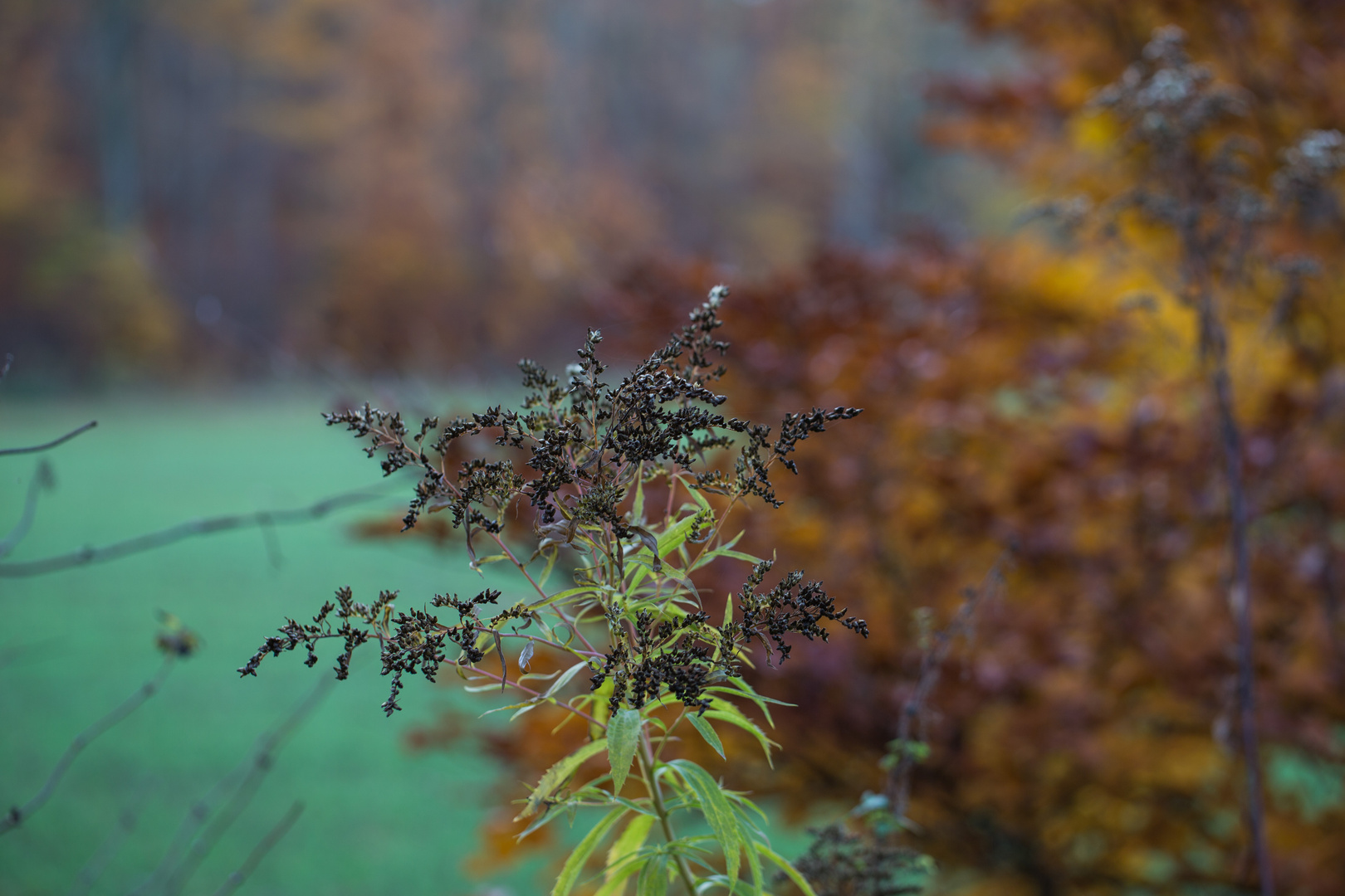 ...der Herbst in seinen schönsten Farben