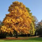 Der Herbst in seiner ganzen Pracht