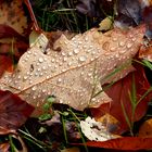 der Herbst in seiner schönsten Form