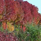 "Der Herbst in seiner vollen Pracht"