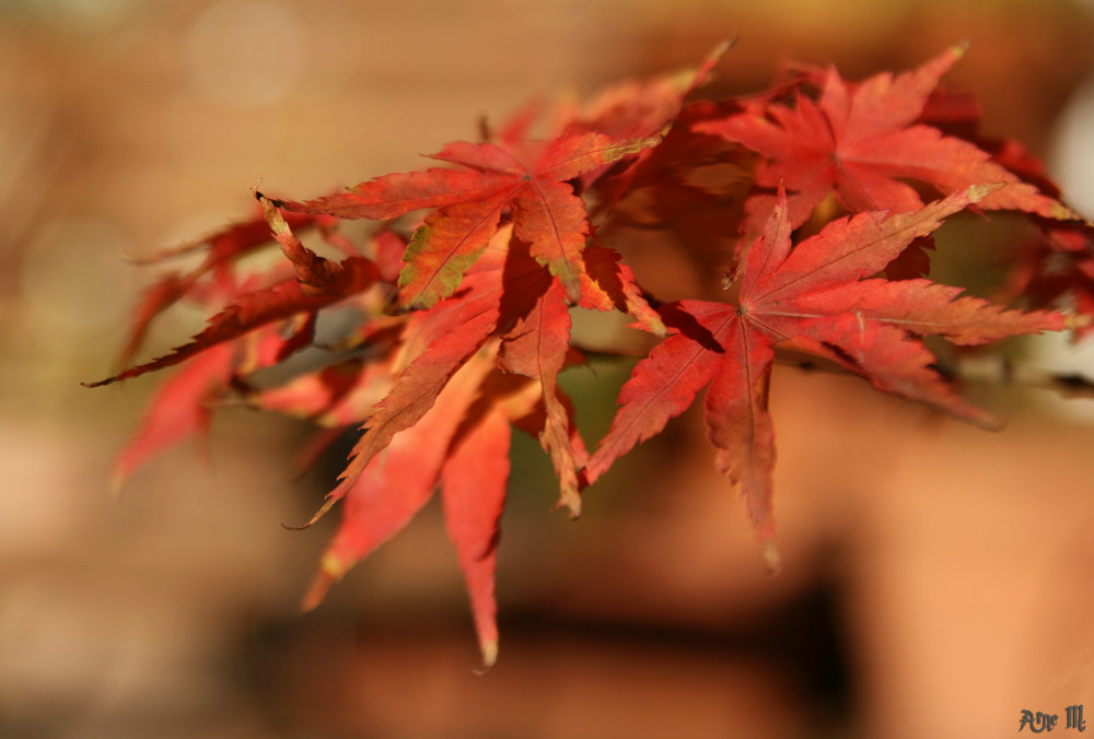 der Herbst in seiner vollen Pracht...