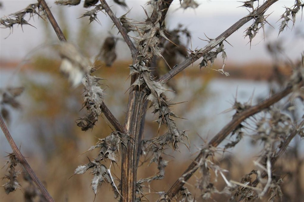 Der Herbst in voller Blüte