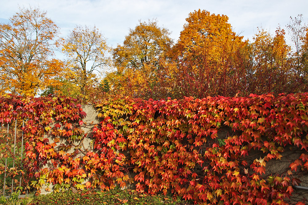 der Herbst in voller bunter Blätterpracht