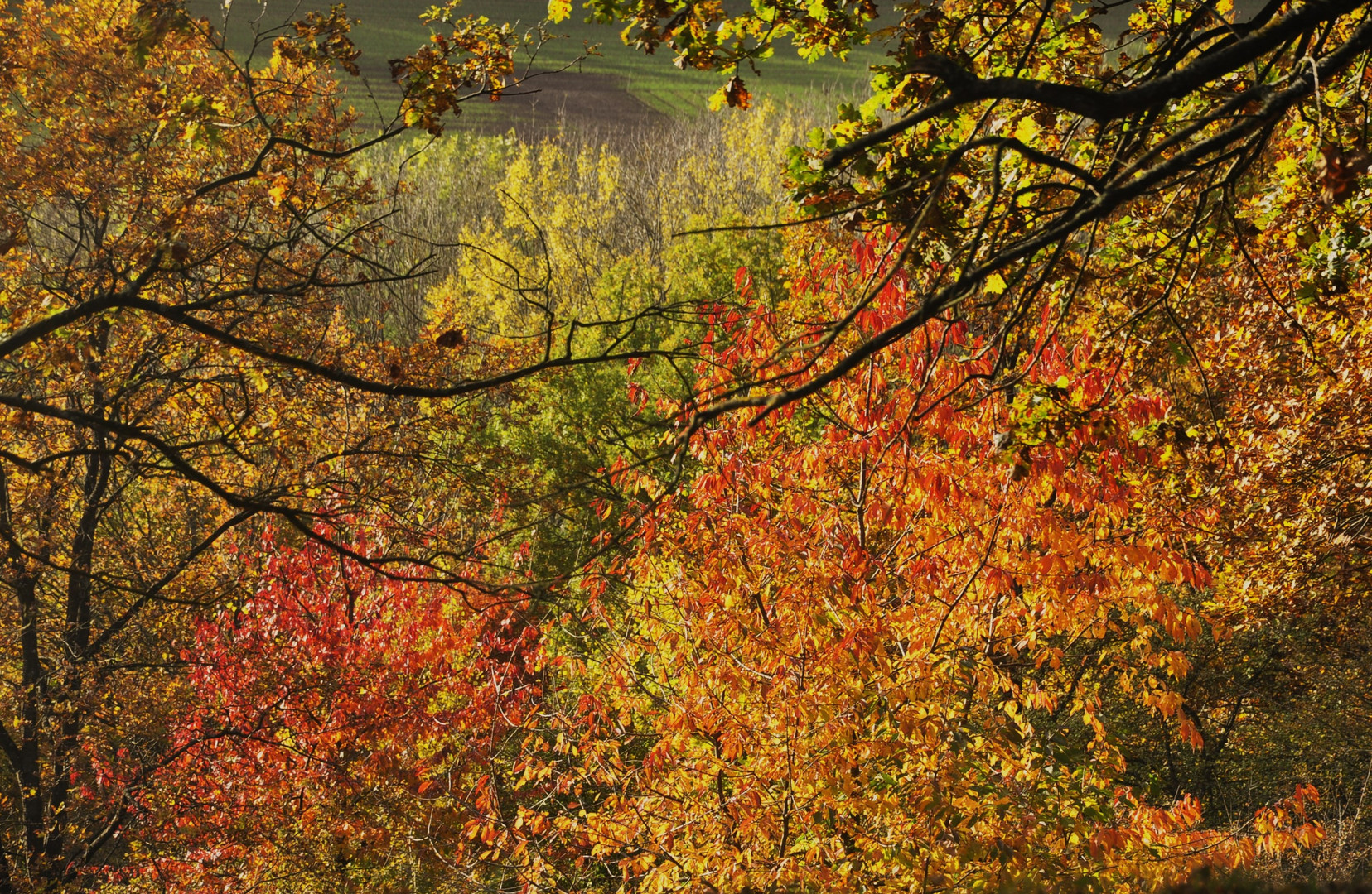 Der Herbst in zarten Farben