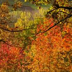 Der Herbst in zarten Farben