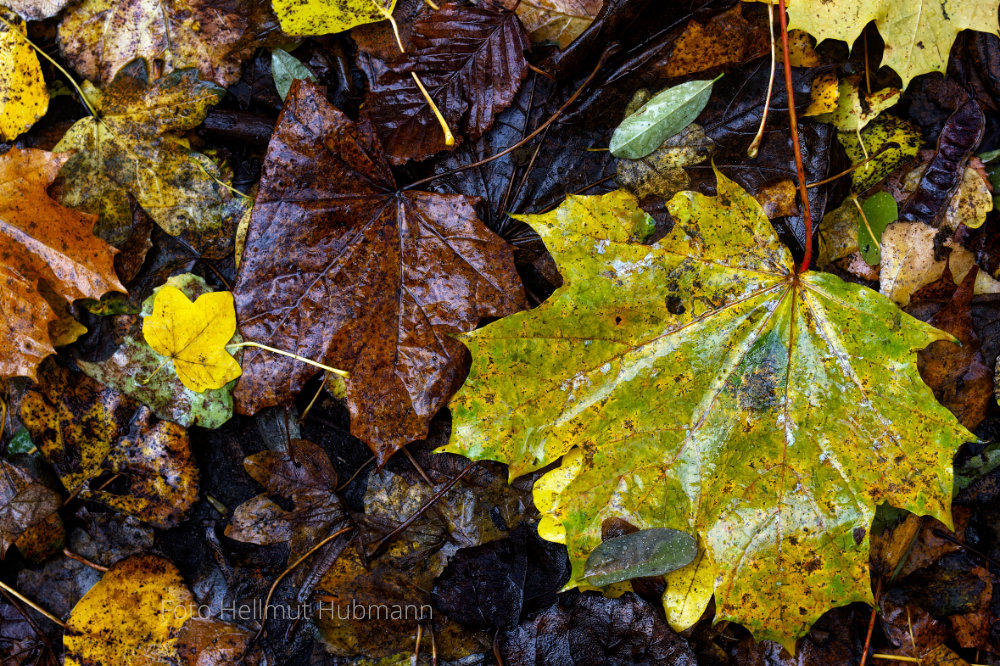 DER HERBST IST AM BODEN AUCH SCHÖN