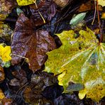 DER HERBST IST AM BODEN AUCH SCHÖN