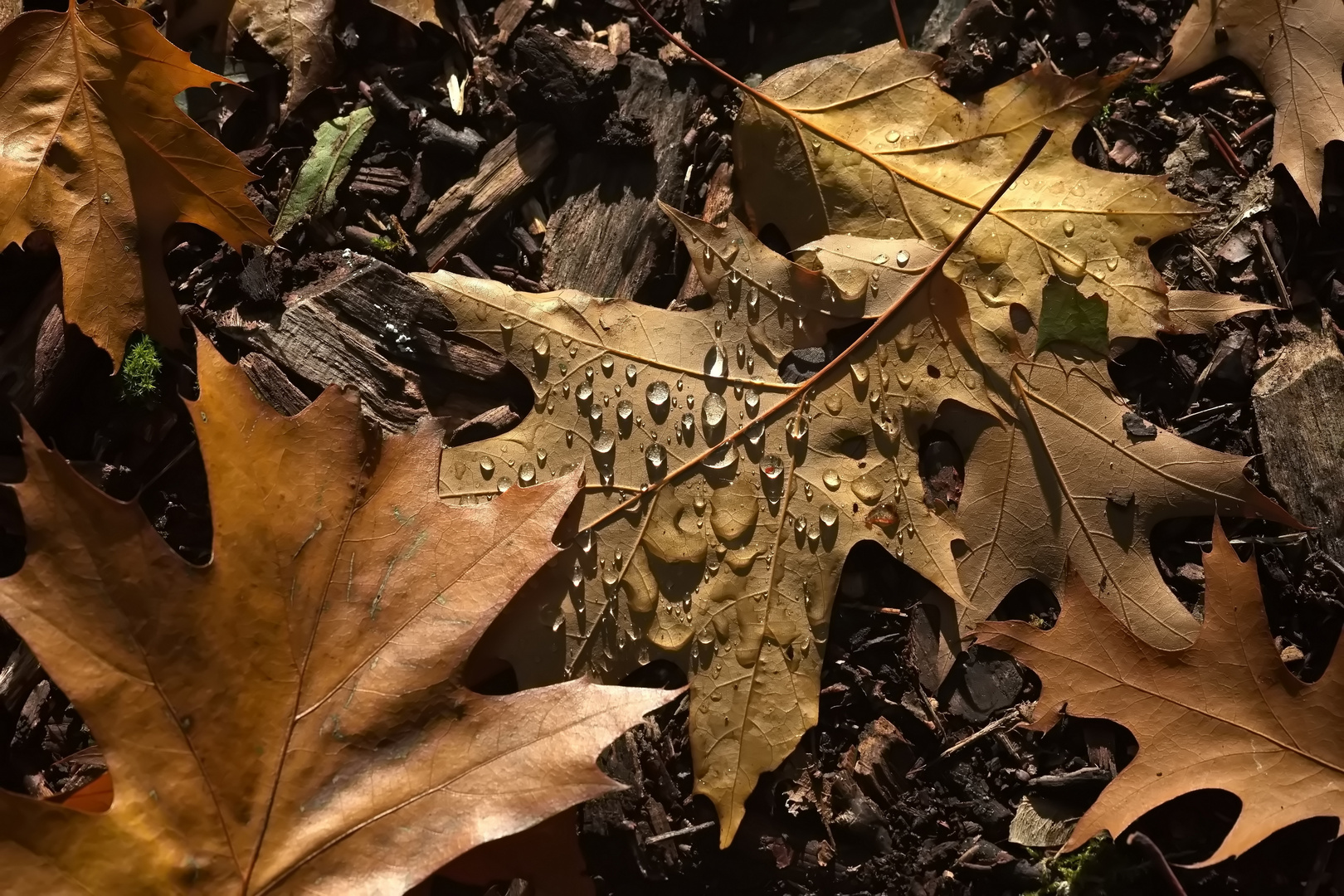 Der Herbst ist angekommen