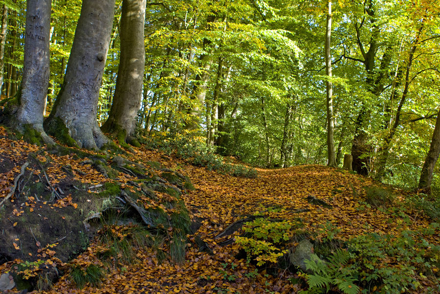 Der Herbst ist auf dem Weg