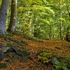 Der Herbst ist auf dem Weg