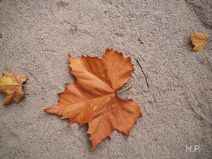 Der Herbst ist bald zu Ende