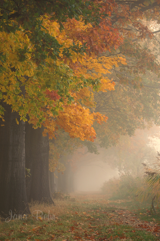 Der Herbst ist bunt...