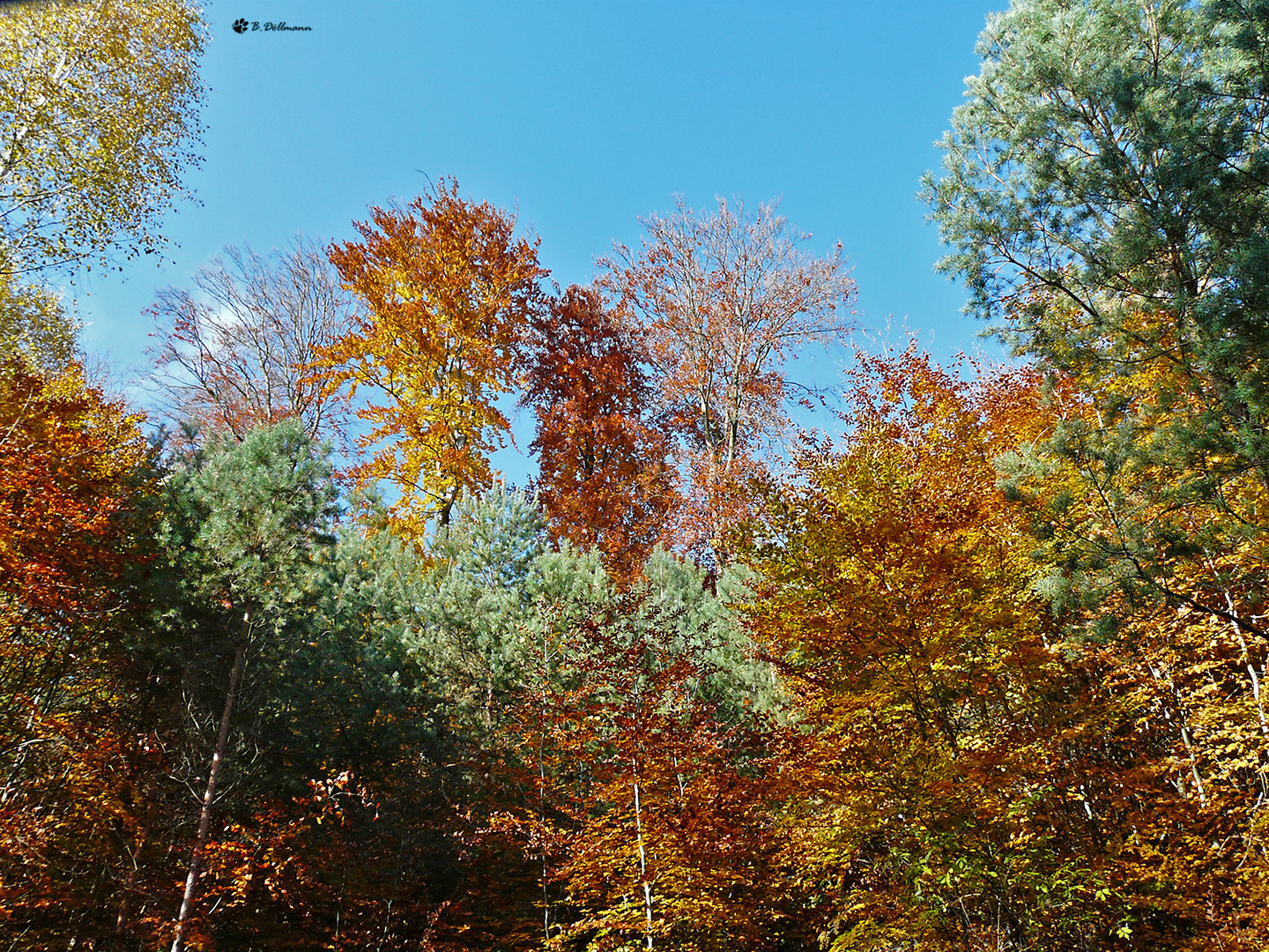 Der Herbst ist bunt (1)