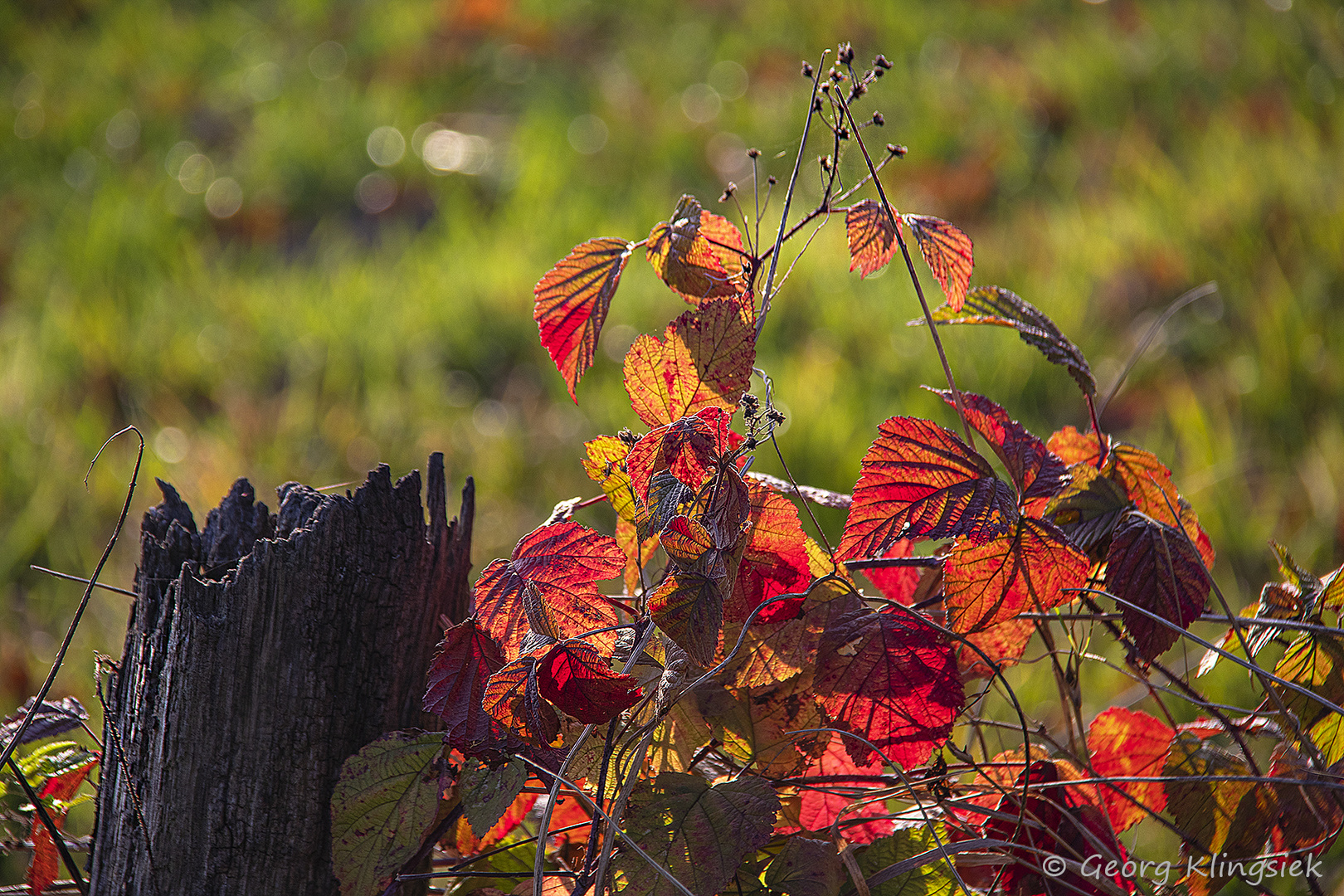 Der Herbst ist bunt … 