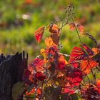 Der Herbst ist bunt … 