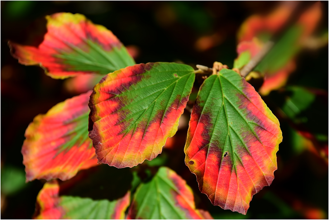 der Herbst ist bunt