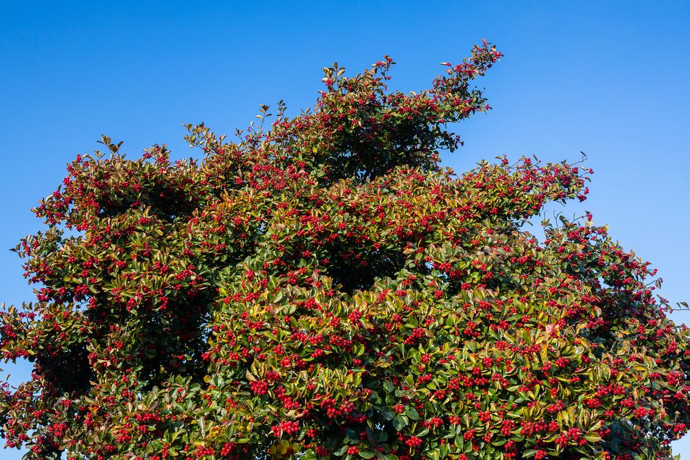 der herbst ist bunt