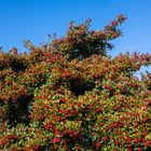 der herbst ist bunt