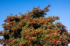 der herbst ist bunt