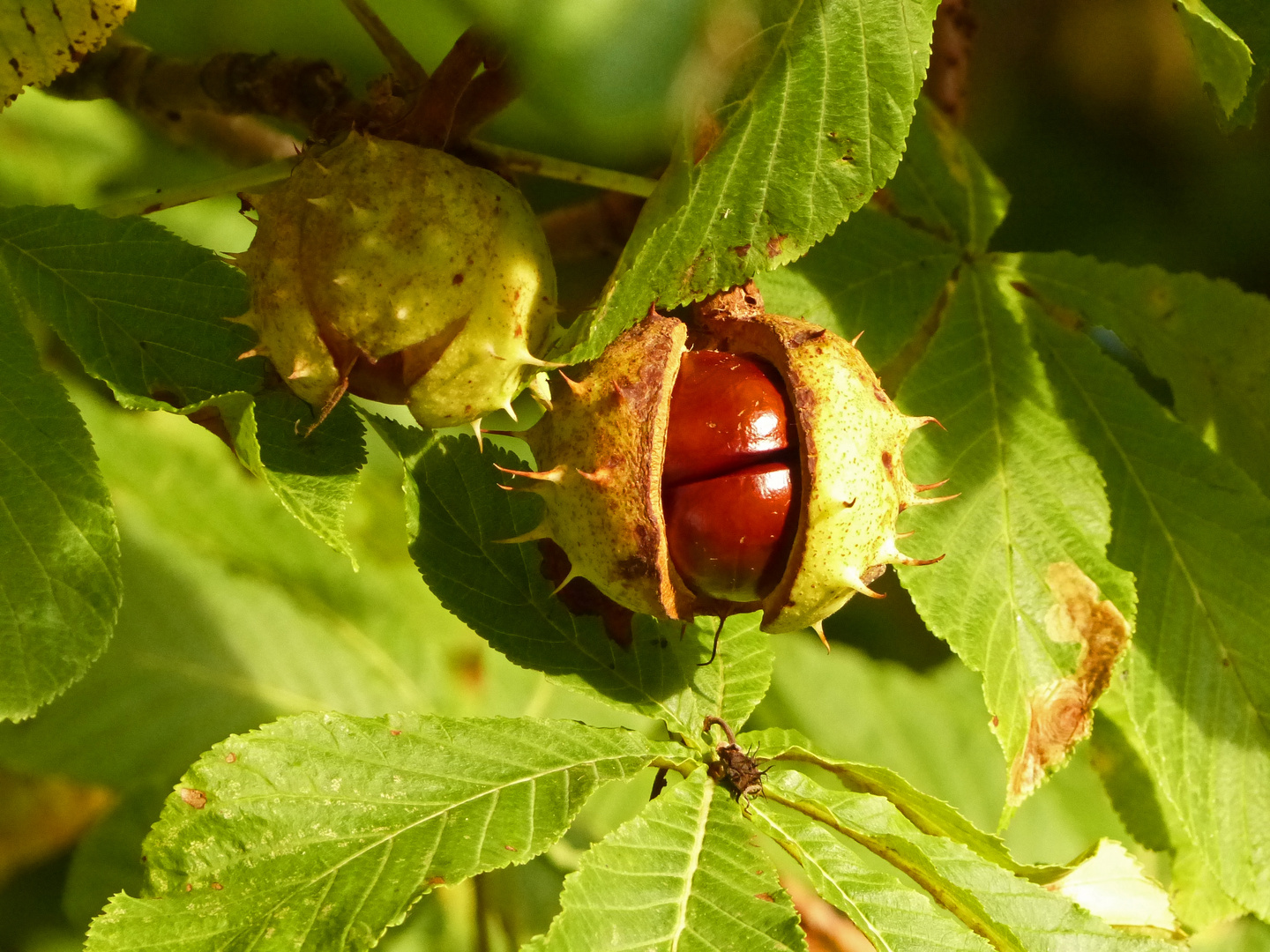 Der Herbst ist da!