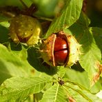 Der Herbst ist da!