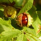 Der Herbst ist da!