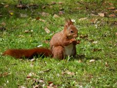 Der Herbst ist da ...