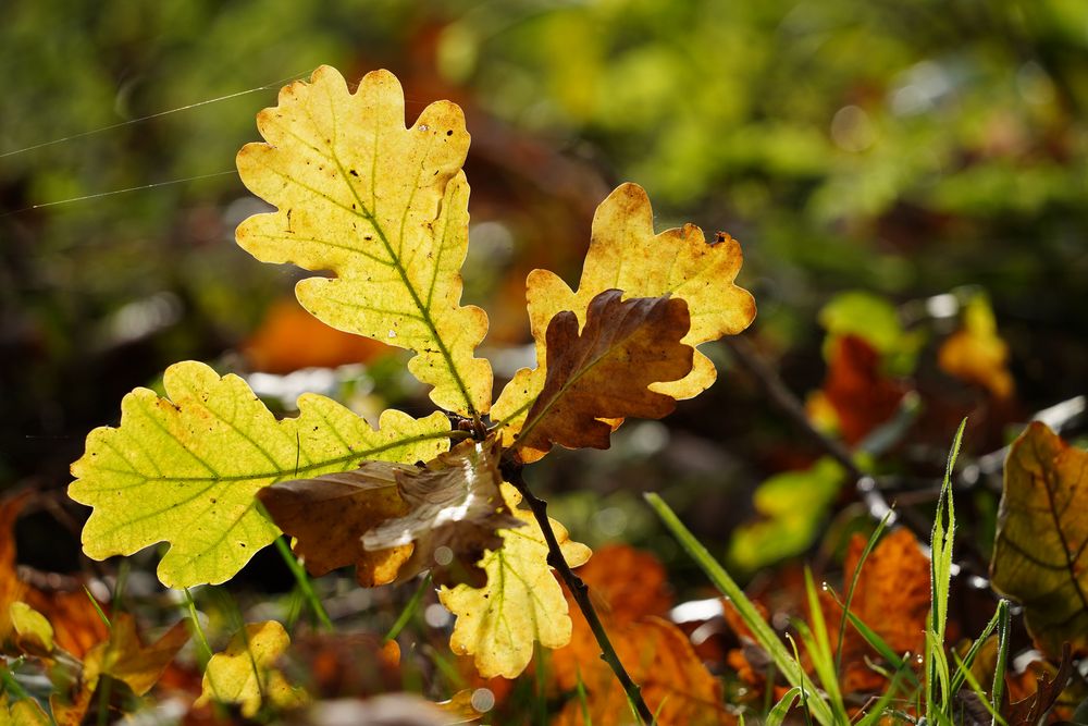 Der Herbst ist da,