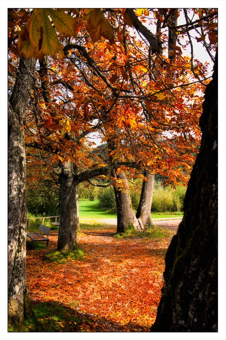 Der Herbst ist da...